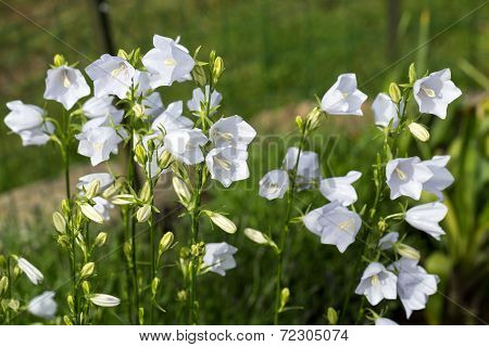 Campanula or canterbury bells flowers in garden