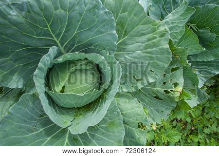 Lettuce