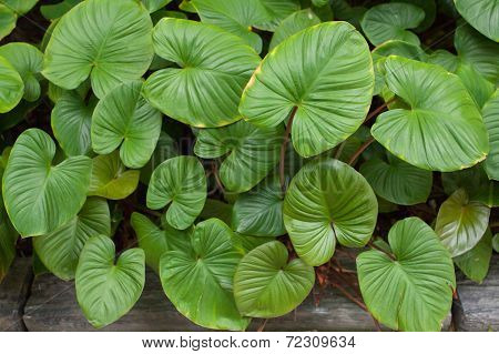 Leafs II