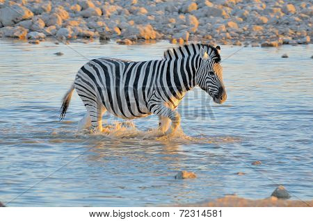 Zebra In Water At Sunset, Okaukeujo Waterhole
