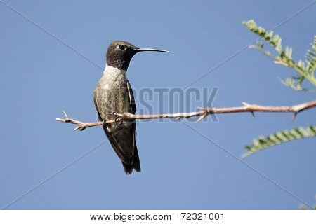 Black-chinned Hummingbird (archilochus Alexandri)