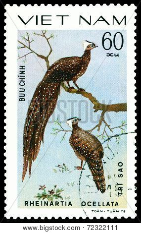 Vintage  Postage Stamp. Bird Pheinartia Ocellata.