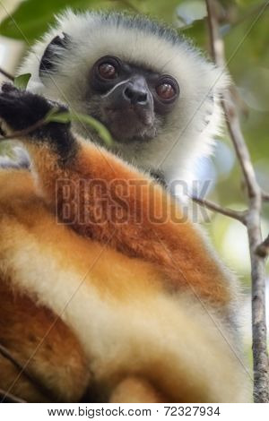 Black, white and brown lemur