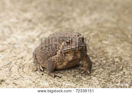 Toad