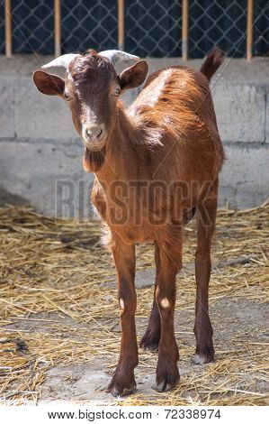 Goat In The Barnyard