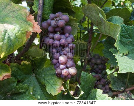 Bunch Of Grapes