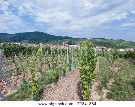 Vineyard In A Hill