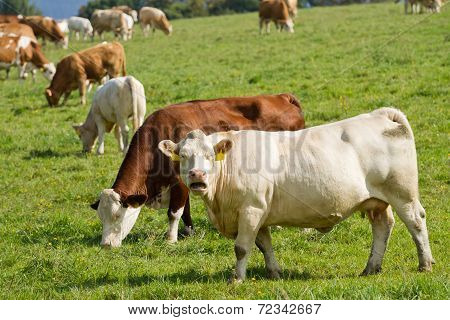 Cows And Bulls In Pasture
