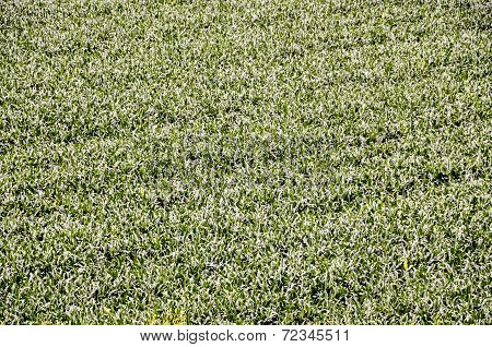 European OGM Growing Green Corn Field