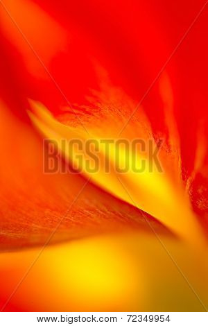 Tulip's Flame
