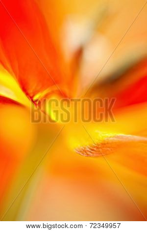 Parrot Tulip Abstract