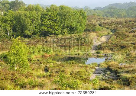 Morning Mist On Bovey Heath