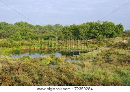 Reflections On Heath Pond