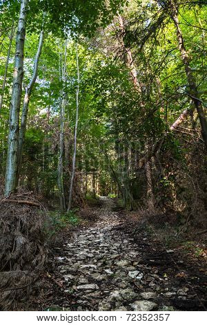 Trekking Path In The Forest