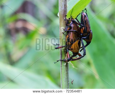 Beetle With Colored Armor Close Up, Dynastes Hercules