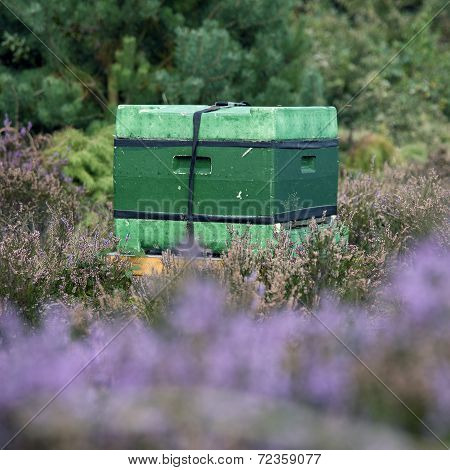Beehive On The Blooming Heath In Holland
