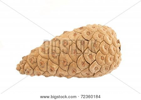 Pine Cone
