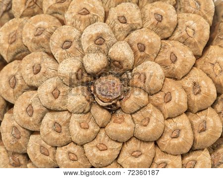 Pine Cone Texture