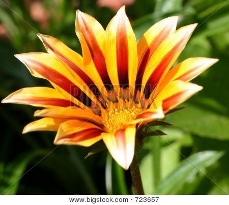 Gazánie tygří pruhy