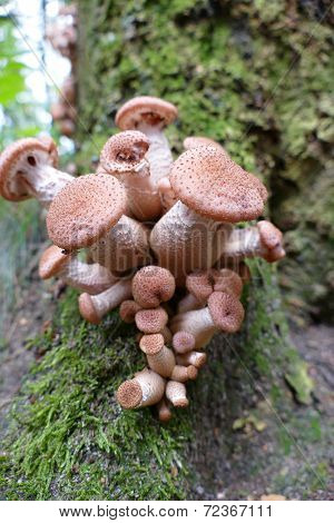 Group Of Armillaria Ostoyae (honey Mushroom)