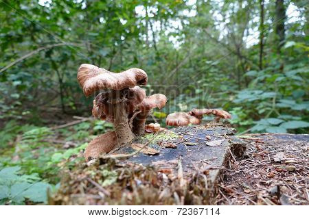 Paxillus Involutus