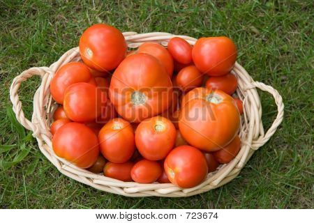 Vendemmia