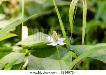 Houttuynia Cordata