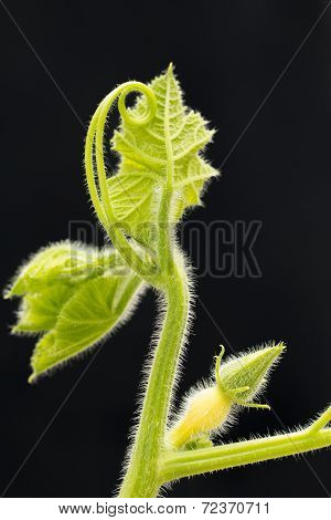 Pumpkin Vine And Fruit on black