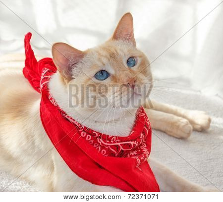 Cat In A Bandana1