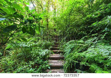 Trekking Trail Leading Through Jungle Landscape Of Deep Tropical Rain Forest. Travel Background