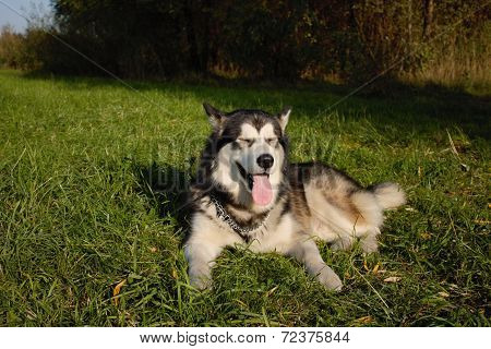 Alaskan Malamute