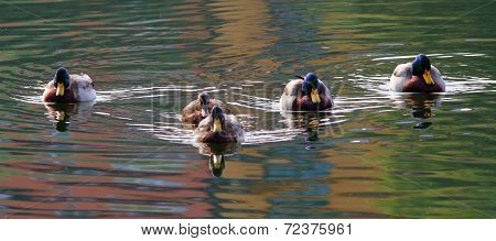 Five Mallards