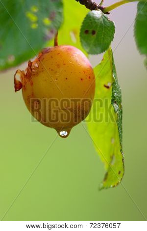 Plum And Drop Of Water