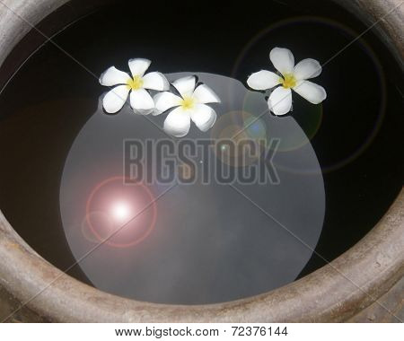 Frangipani Flower Or Leelawadee Flower