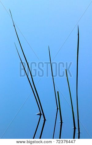 Plants Reflecting In Water