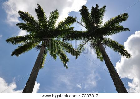 Due palme