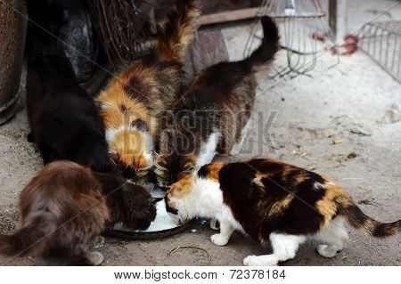cats drinking milk