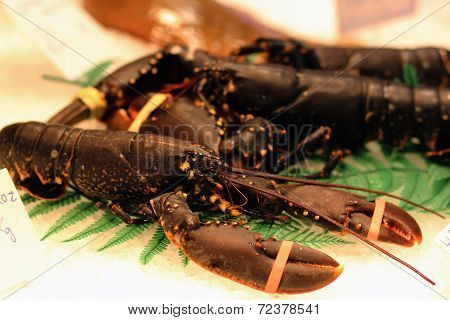lobsters on the market
