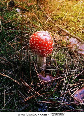 amanita