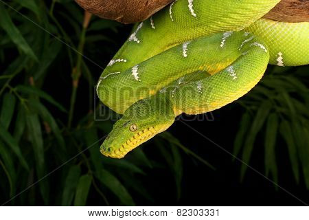 Emerald Tree Boa