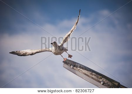 Seagull Soaring In The Blue Sky