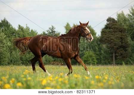 Chestnut Horse Trotting At The Flower Field