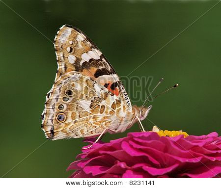 Painted Lady