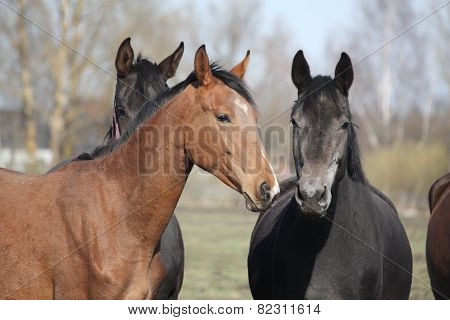 Two Adorable Horses Nuzzling Each Other