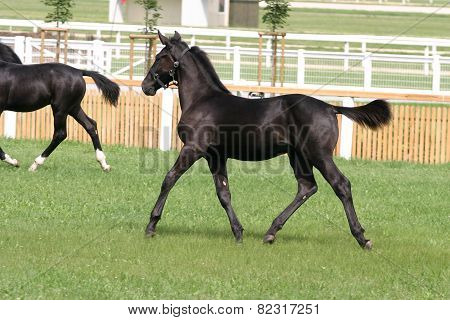 Purebred Foal Running Across The Showground