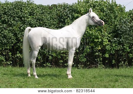 Beautiful Young Purebred Gray Arabian Stallion