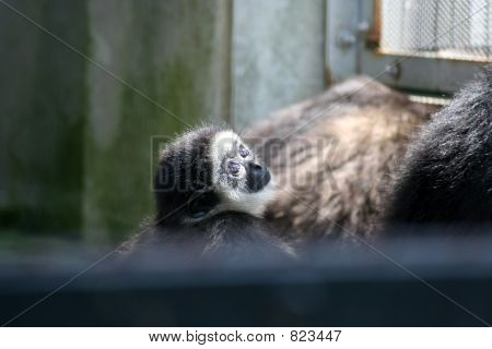 Trieste babymonkey