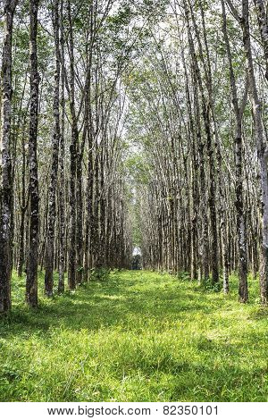 Rows Of Rubber Tree
