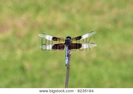 Sort og hvid dragonfly closeup