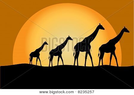 Girafes dans Savana